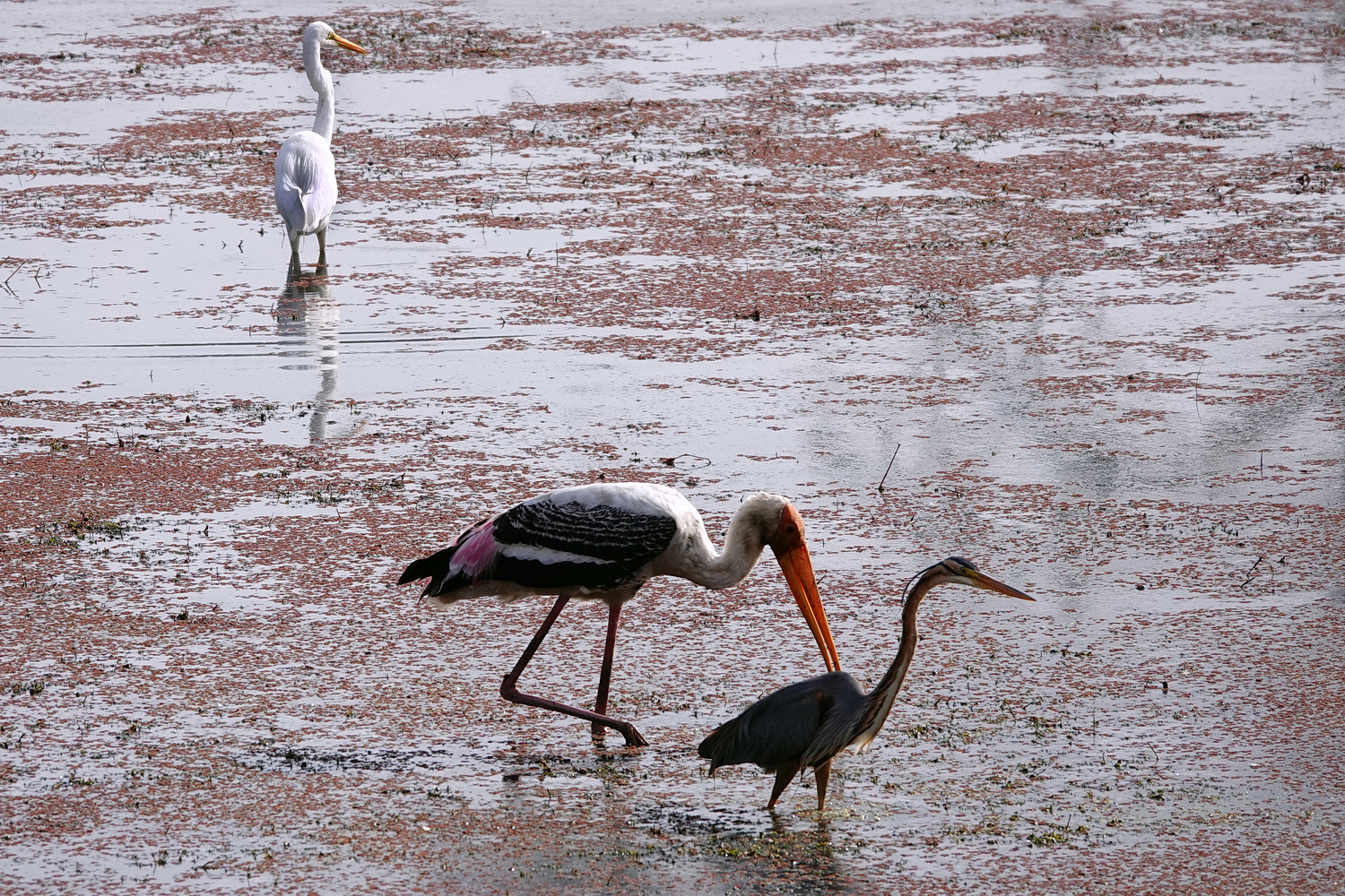 陳永鑑_鳥類飛禽_20240414e.jpg