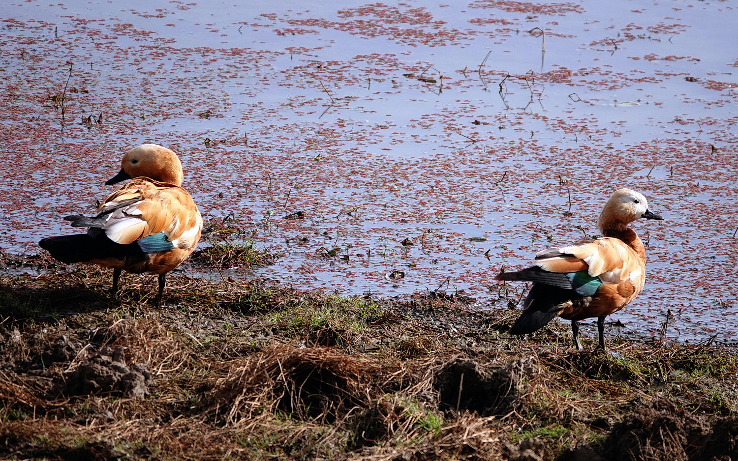 陳永鑑_鳥類飛禽_20240414d.jpg