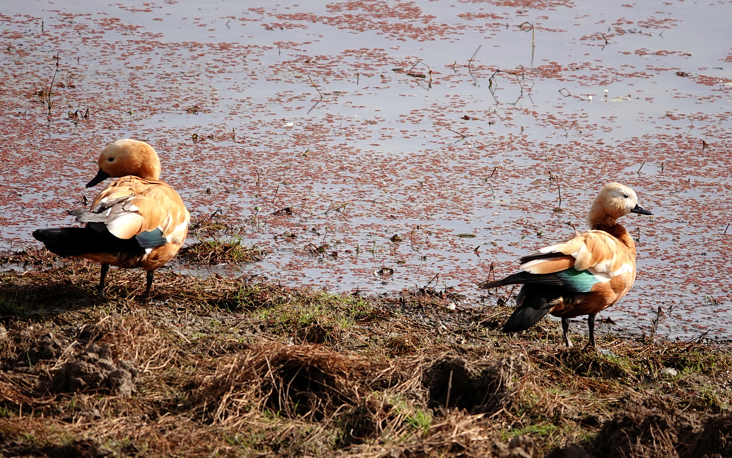 陳永鑑_鳥類飛禽_20240414c.jpg