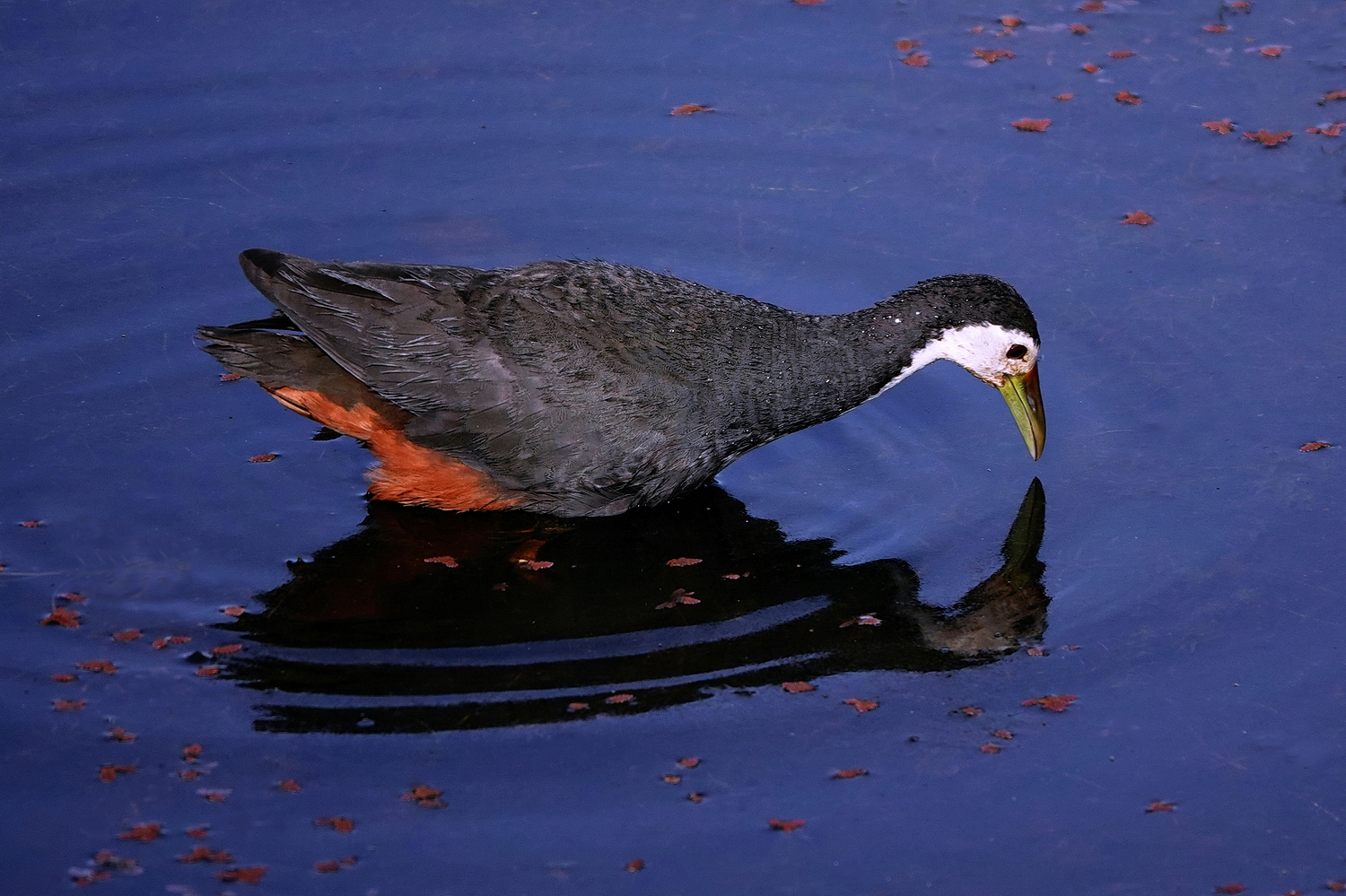 陳永鑑_鳥類飛禽_20240414a.jpg