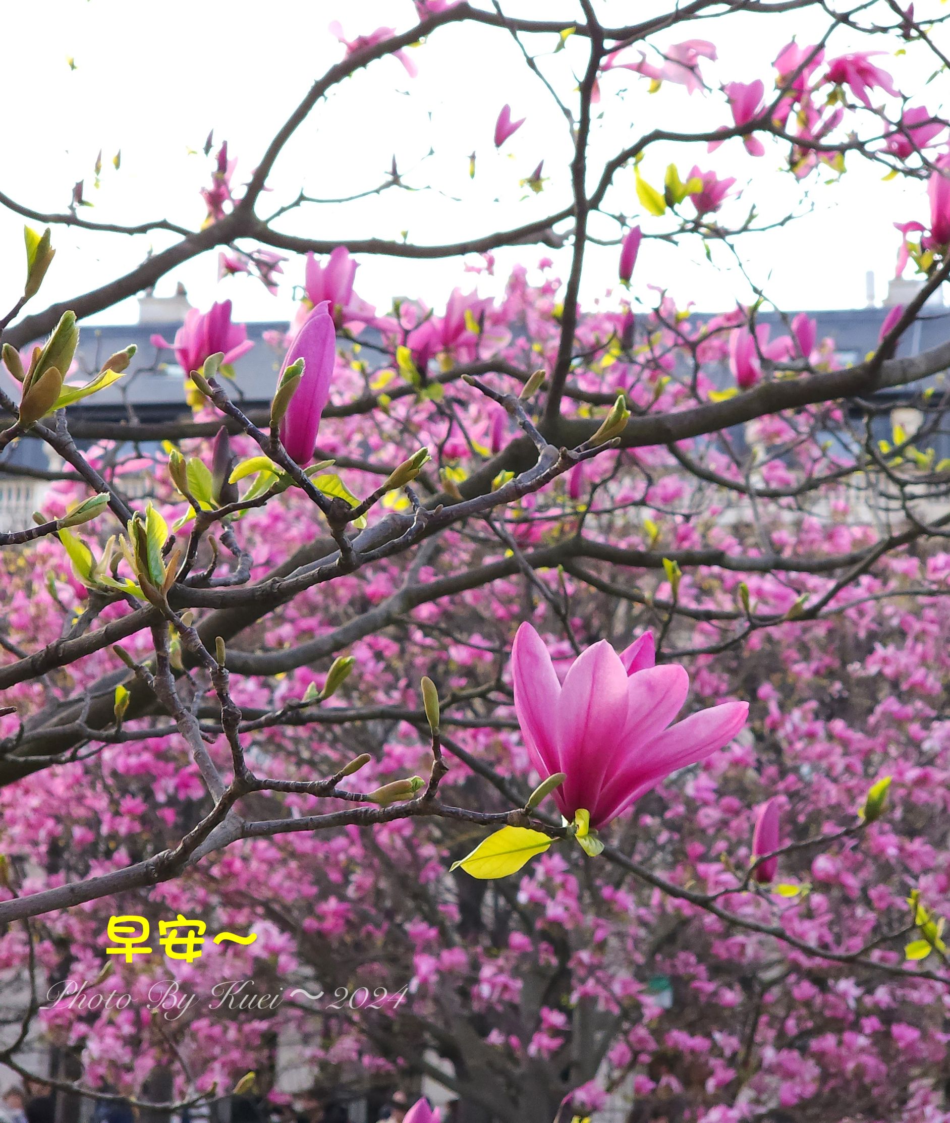 林於貴早安作品20240417.jpg