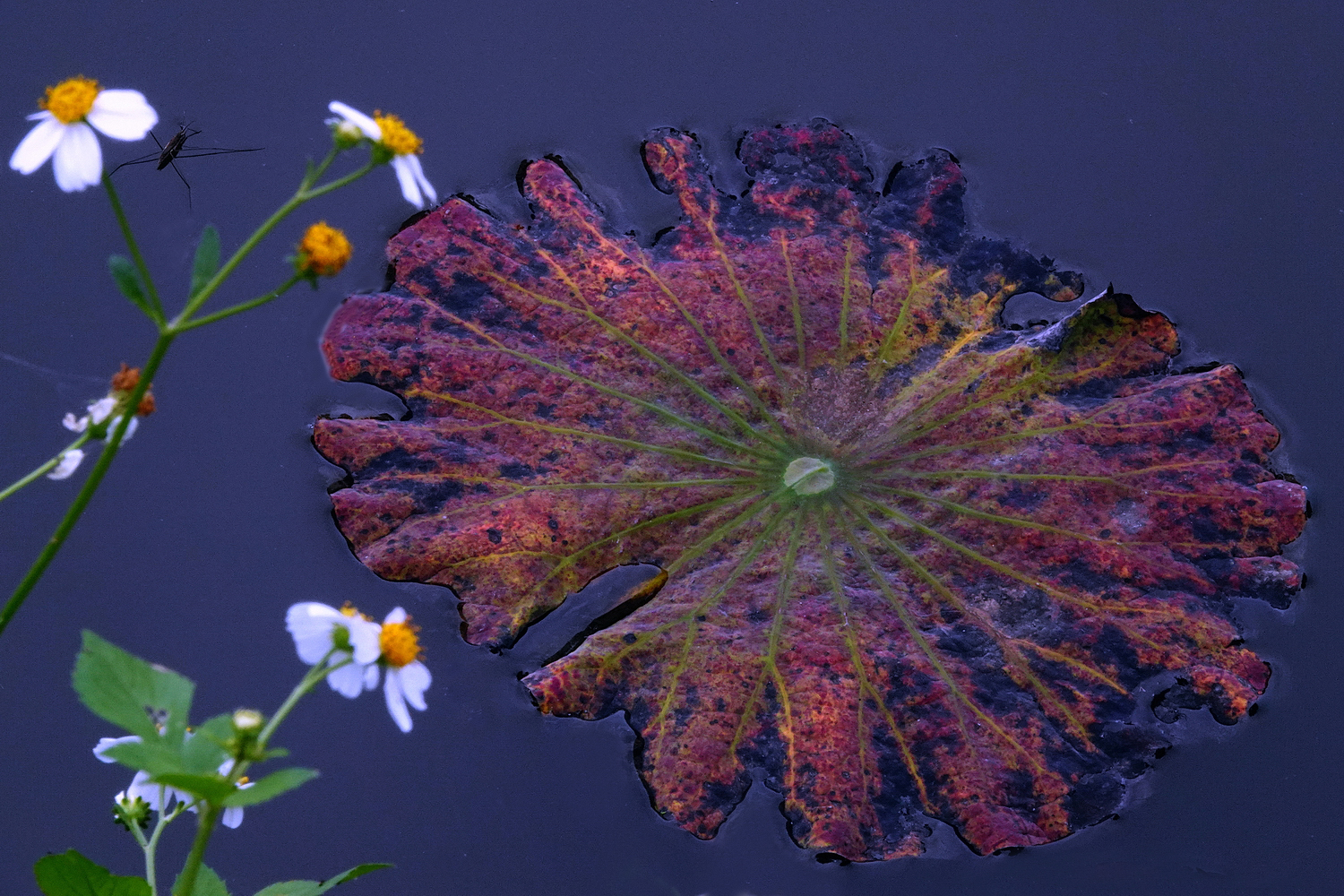 陳永鑑_荷花作品_20240422b.jpg