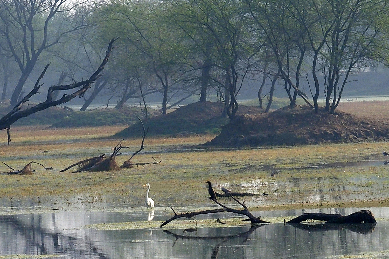 陳永鑑_鳥類飛禽_20240512d.jpg