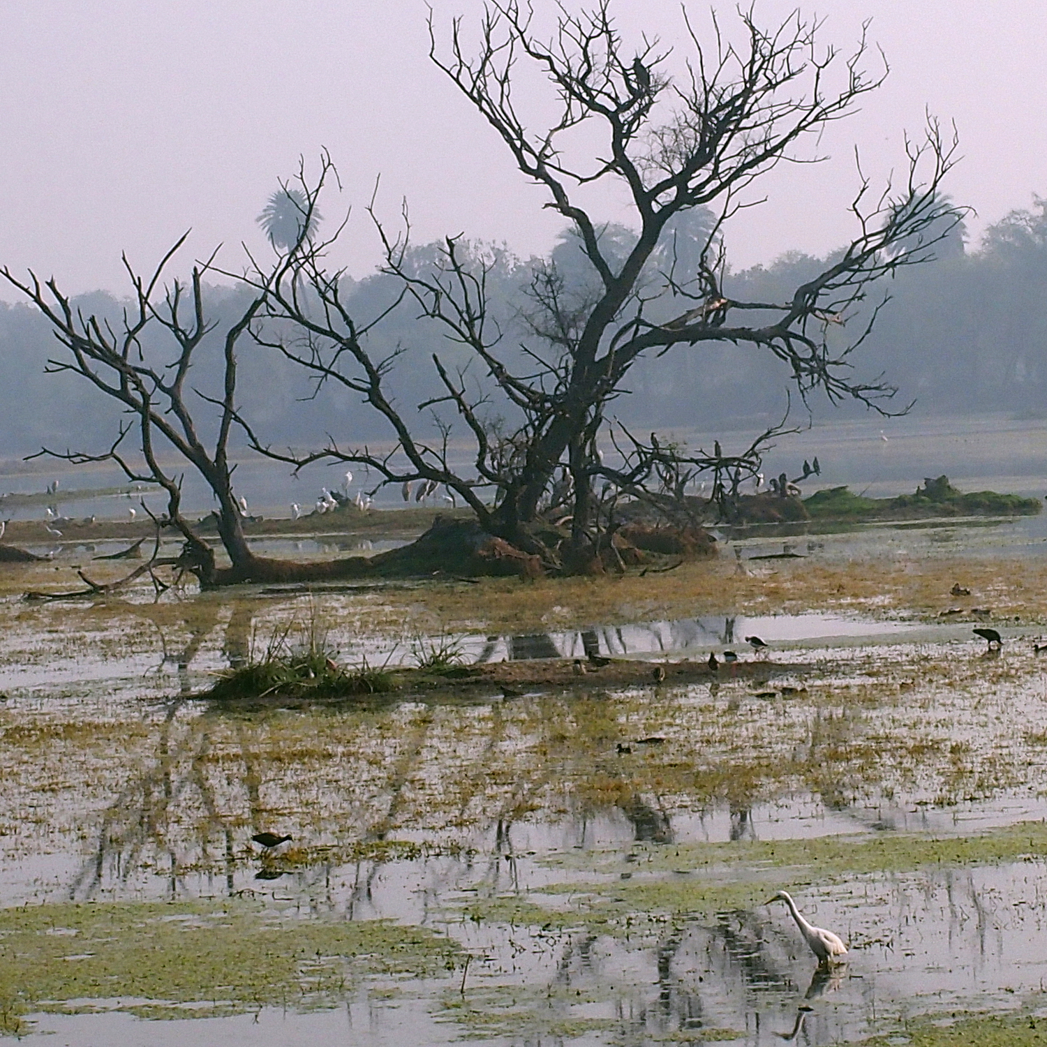 陳永鑑_鳥類飛禽_20240512c.jpg