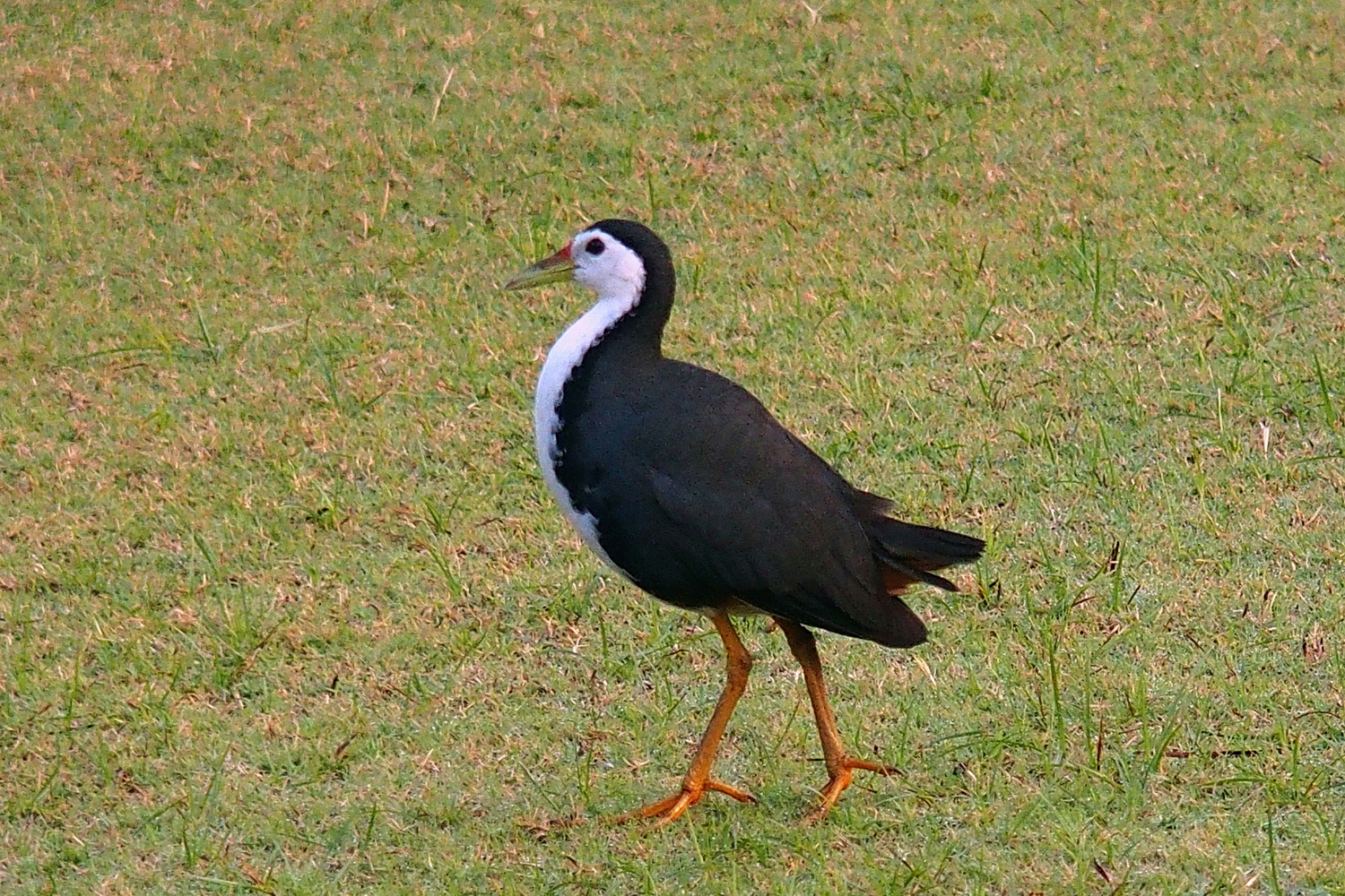 陳永鑑_鳥類飛禽_20240512a.jpg