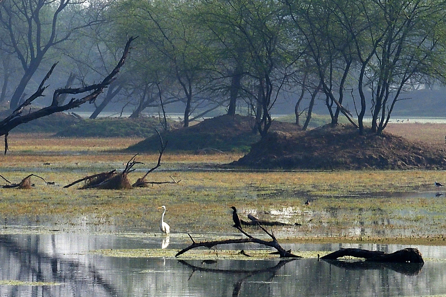 陳永鑑_鳥類飛禽_20240506c.jpg