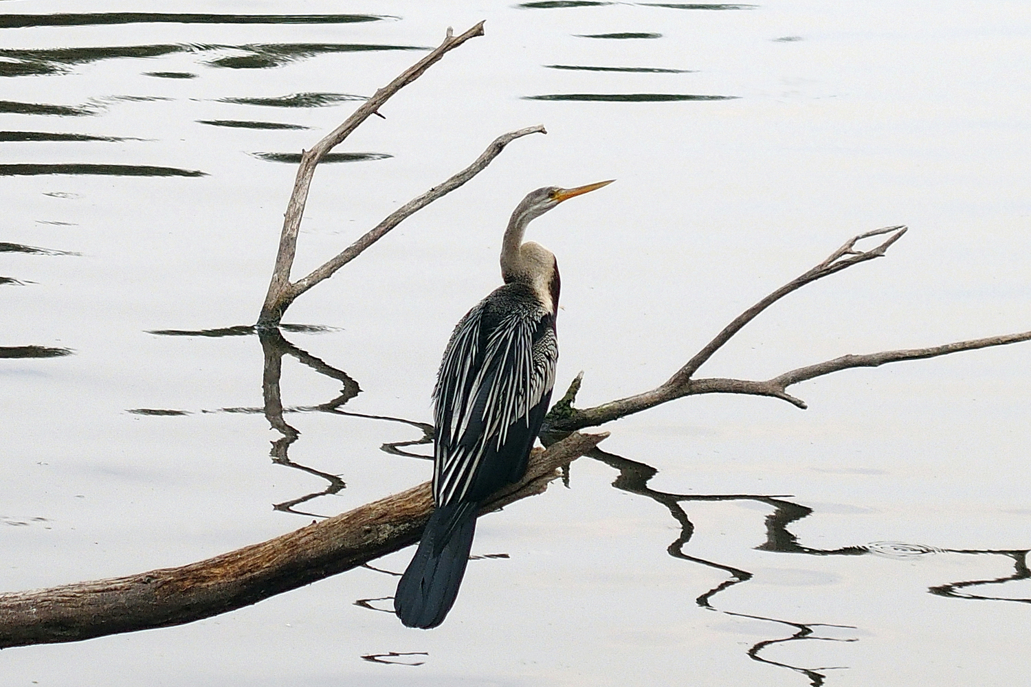 陳永鑑_鳥類飛禽_20240506b.jpg