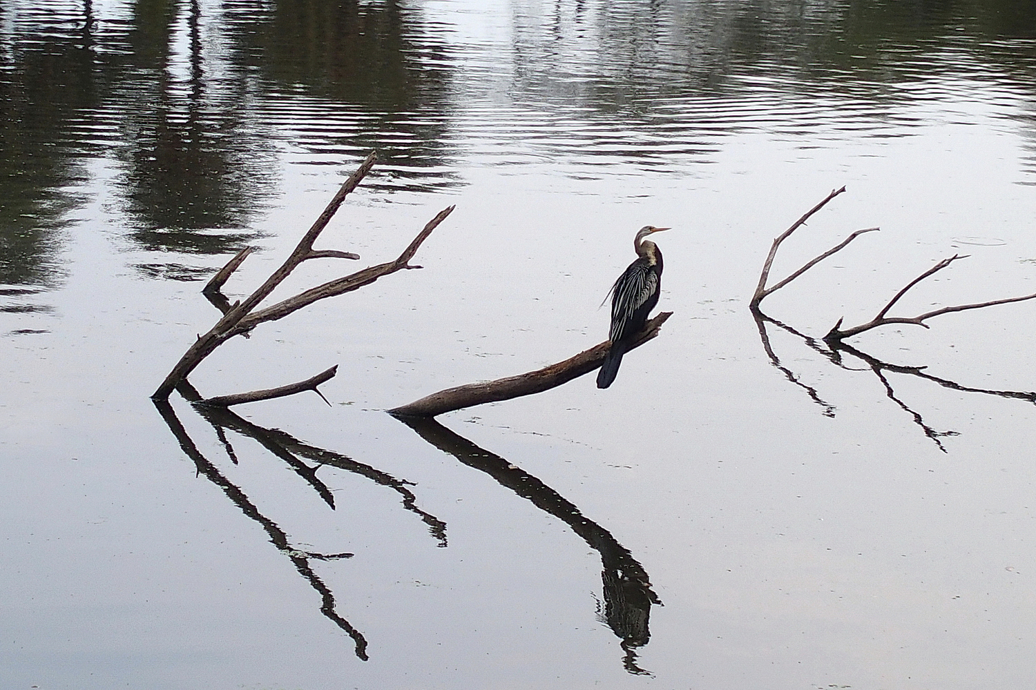 陳永鑑_鳥類飛禽_20240506a.jpg