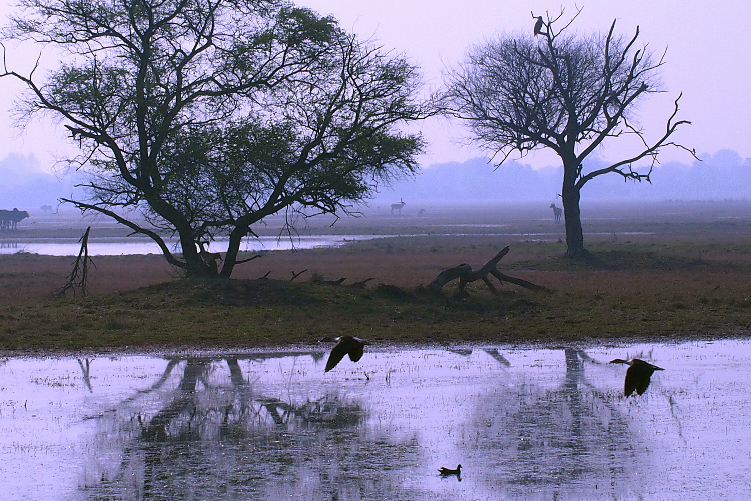 陳永鑑_鳥類飛禽_20240512h.jpg