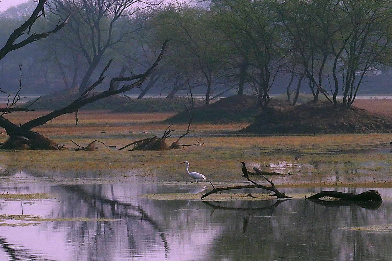 陳永鑑_鳥類飛禽_20240512e.jpg