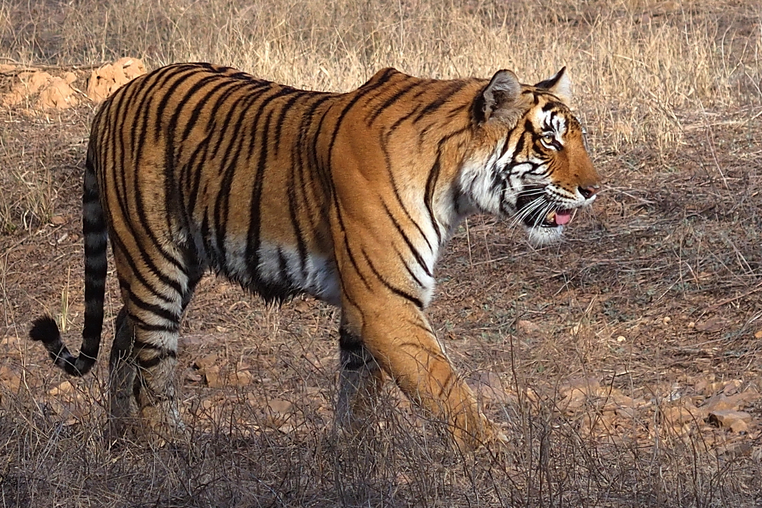 陳永鑑_動物系列_20240513c.jpg