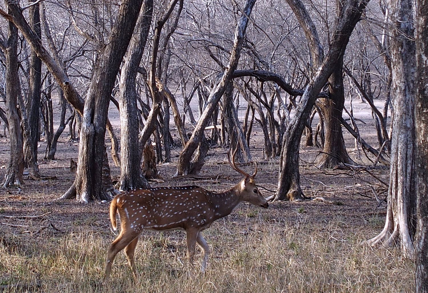 陳永鑑_動物系列_20240513b.jpg