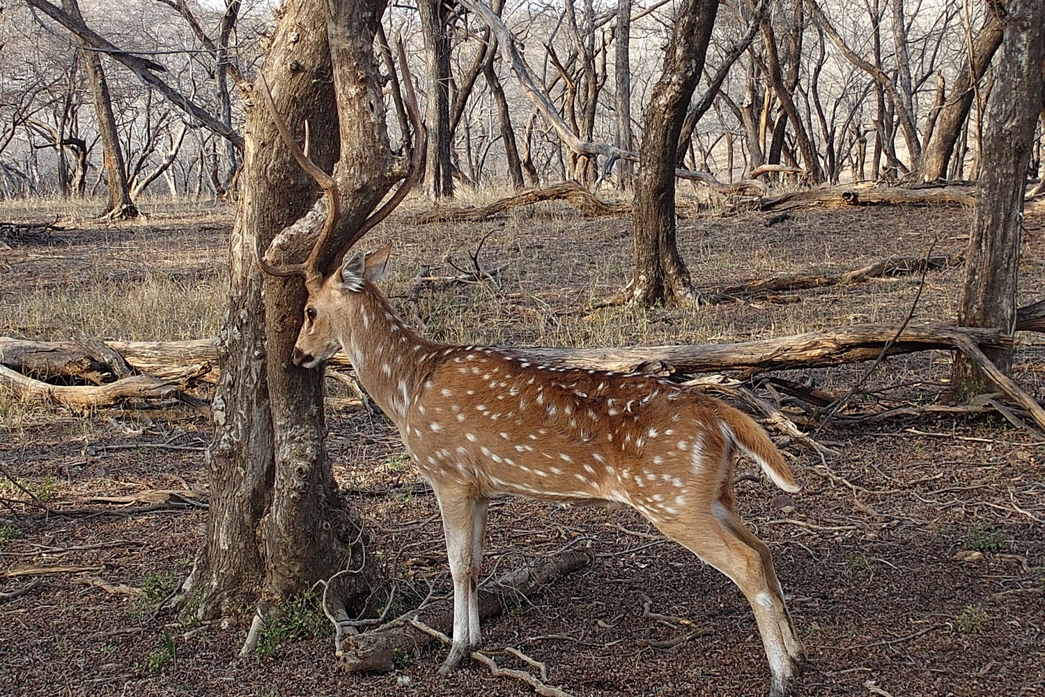 陳永鑑_動物系列_20240514b.jpg