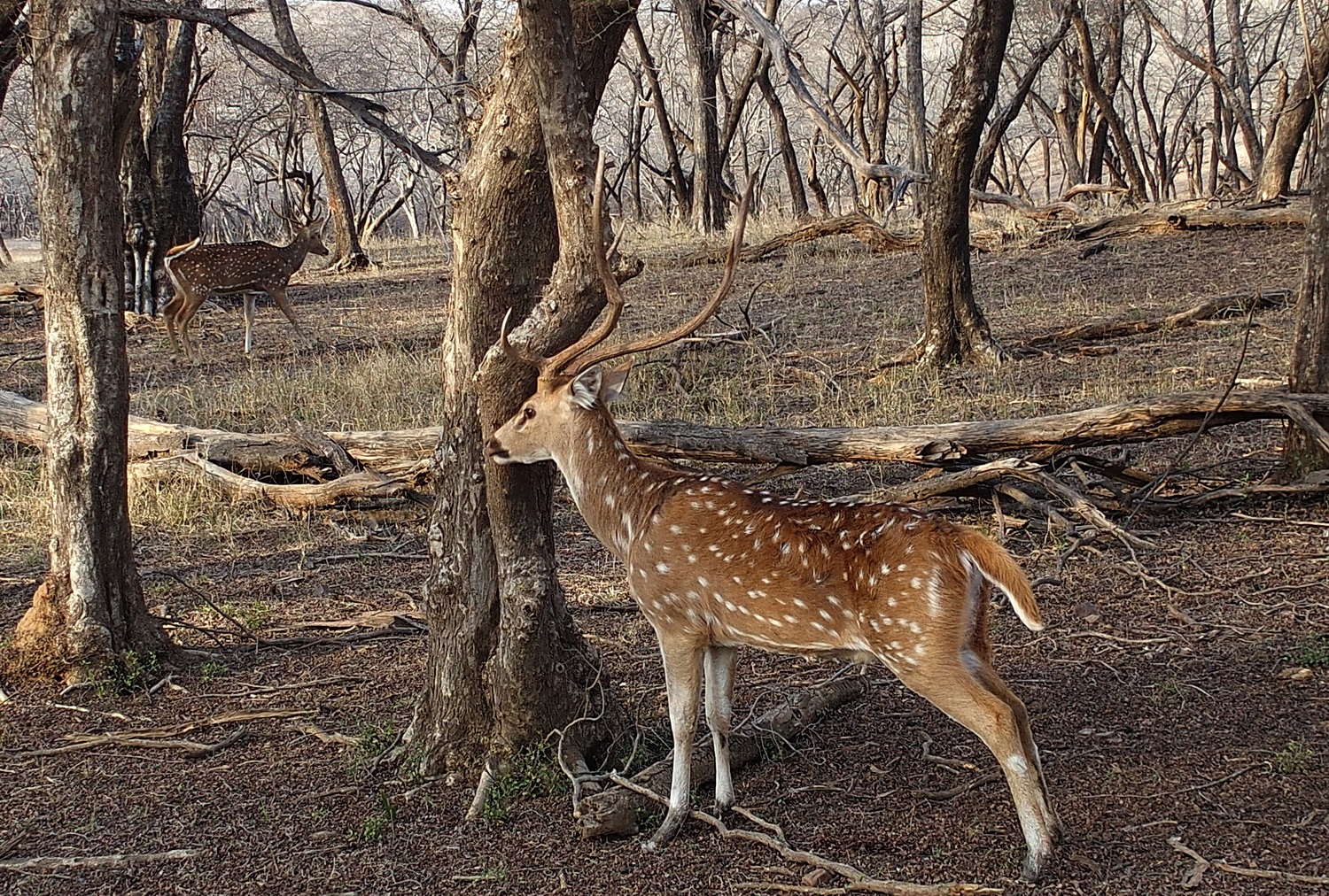 陳永鑑_動物系列_20240514a.jpg