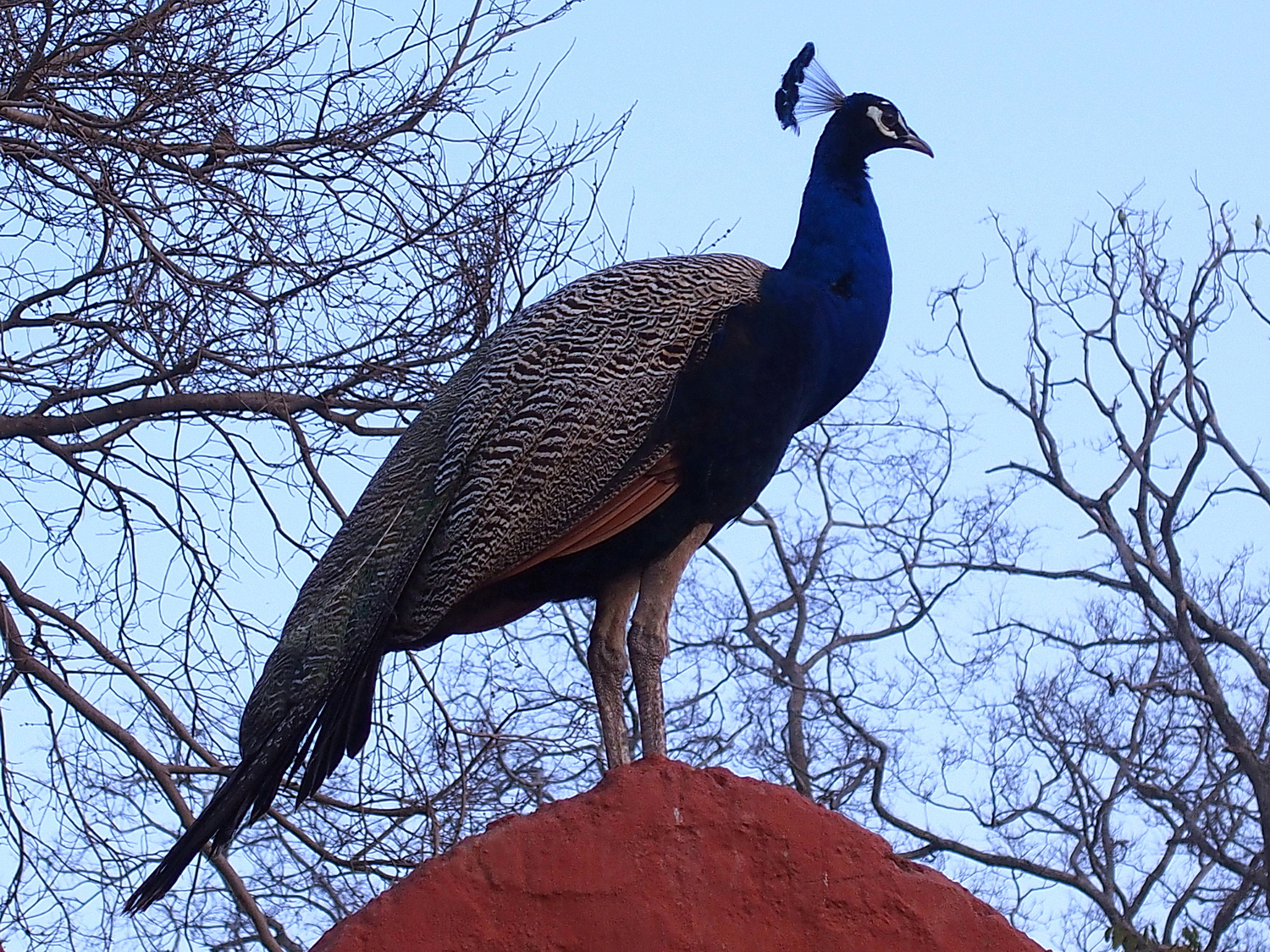 陳永鑑_鳥類飛禽_20240514b.jpg