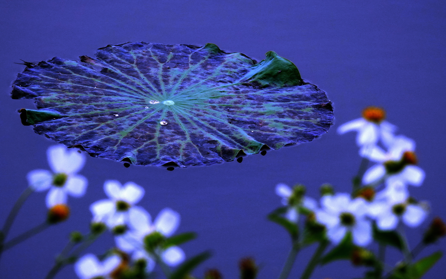 陳永鑑_荷花作品_20240521a.jpg
