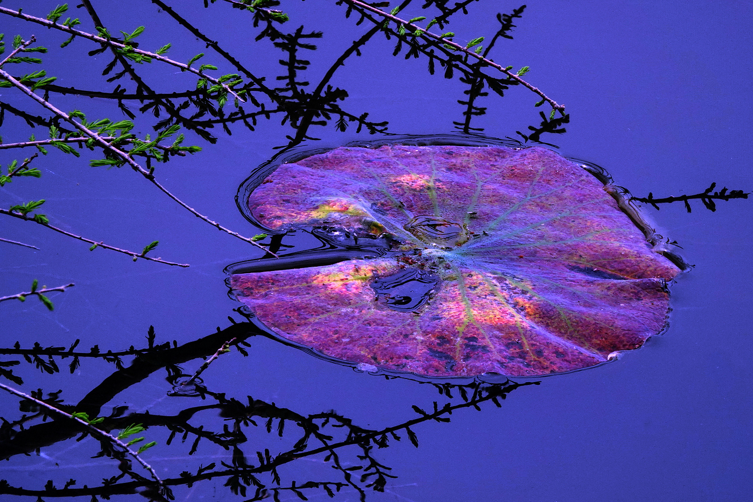 陳永鑑_荷花作品_20240521c.jpg
