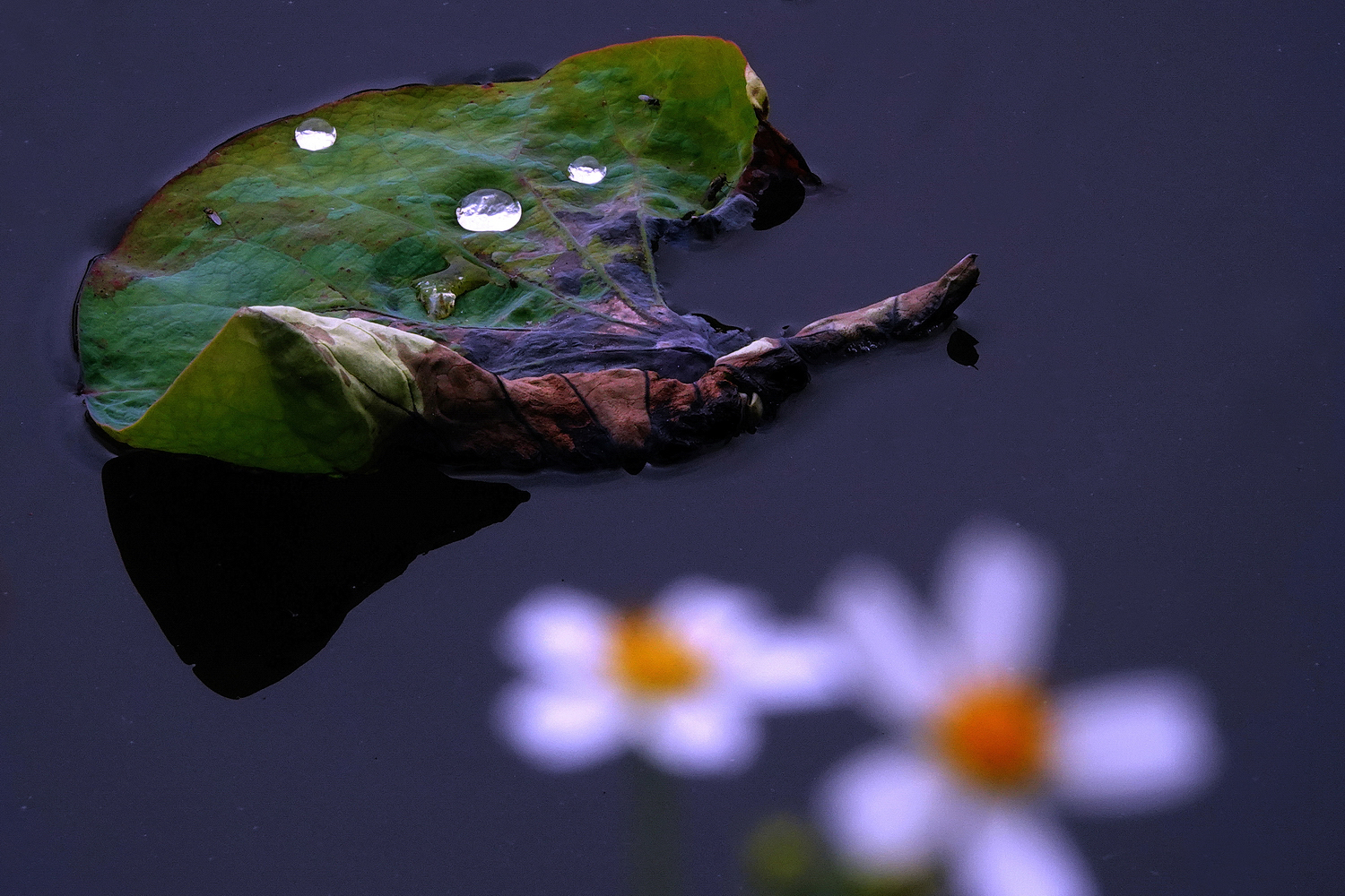 陳永鑑_荷花作品_20240522h.jpg