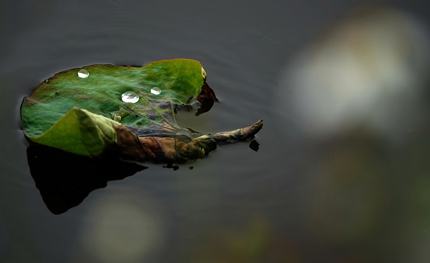 陳永鑑_荷花作品_20240522g.jpg
