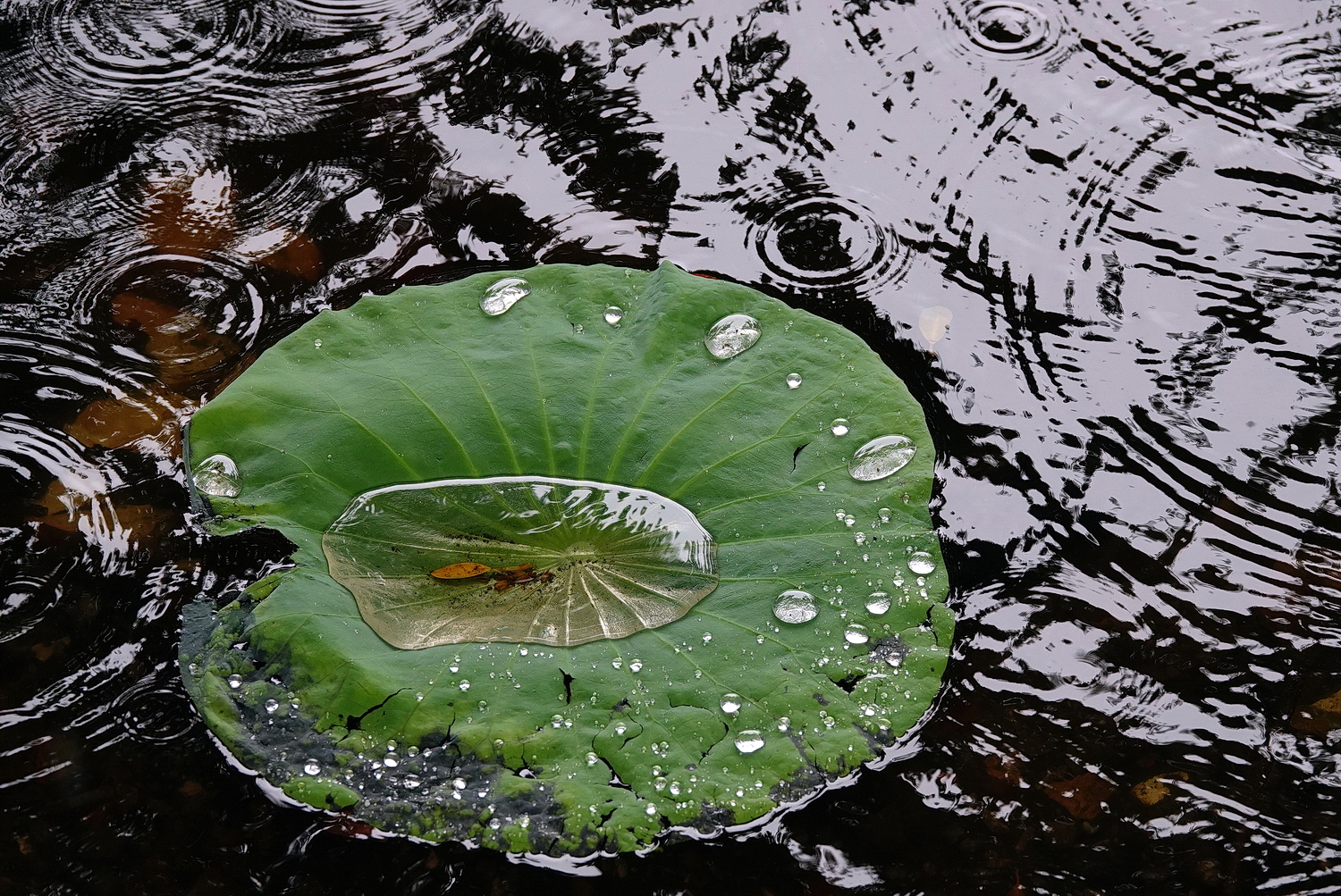 陳永鑑_荷花作品_20240604f.jpg