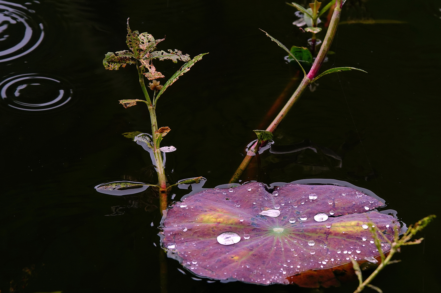 陳永鑑_荷花作品_20240604n.jpg