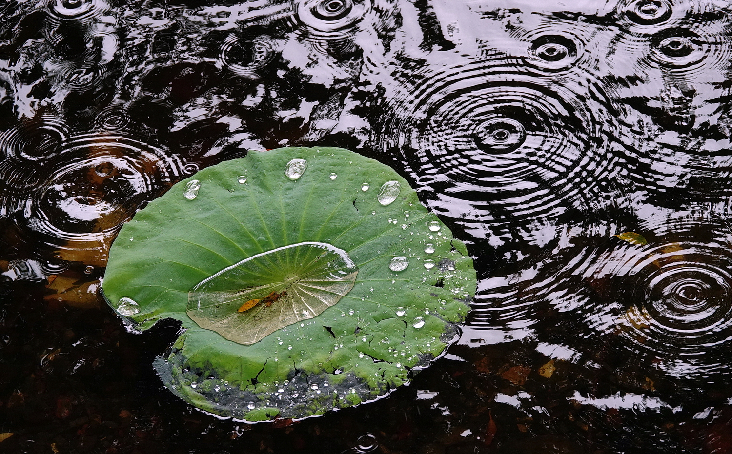陳永鑑_荷花作品_20240604h.jpg