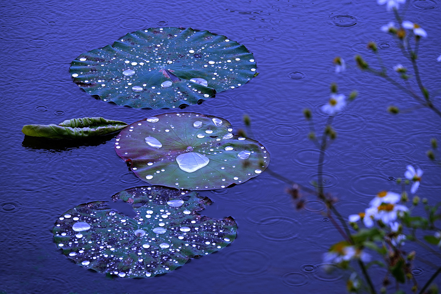 陳永鑑_荷花作品_20240606c.jpg