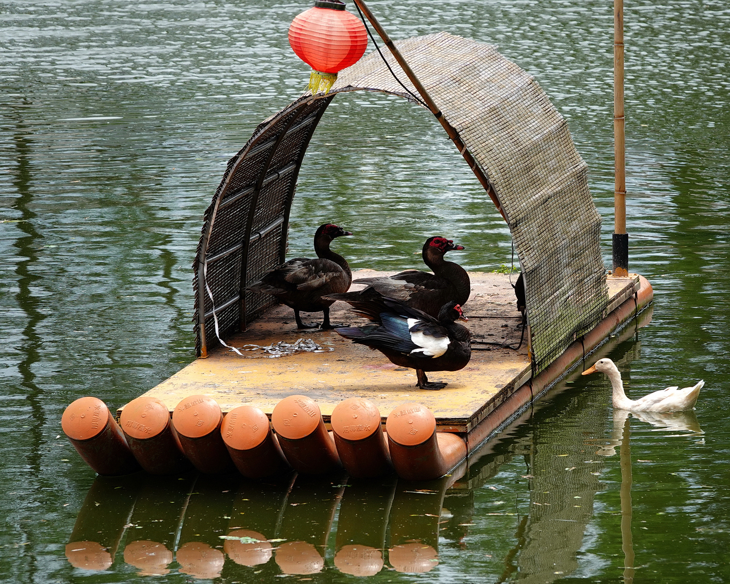 陳永鑑_悠遊水上20240611c.jpg
