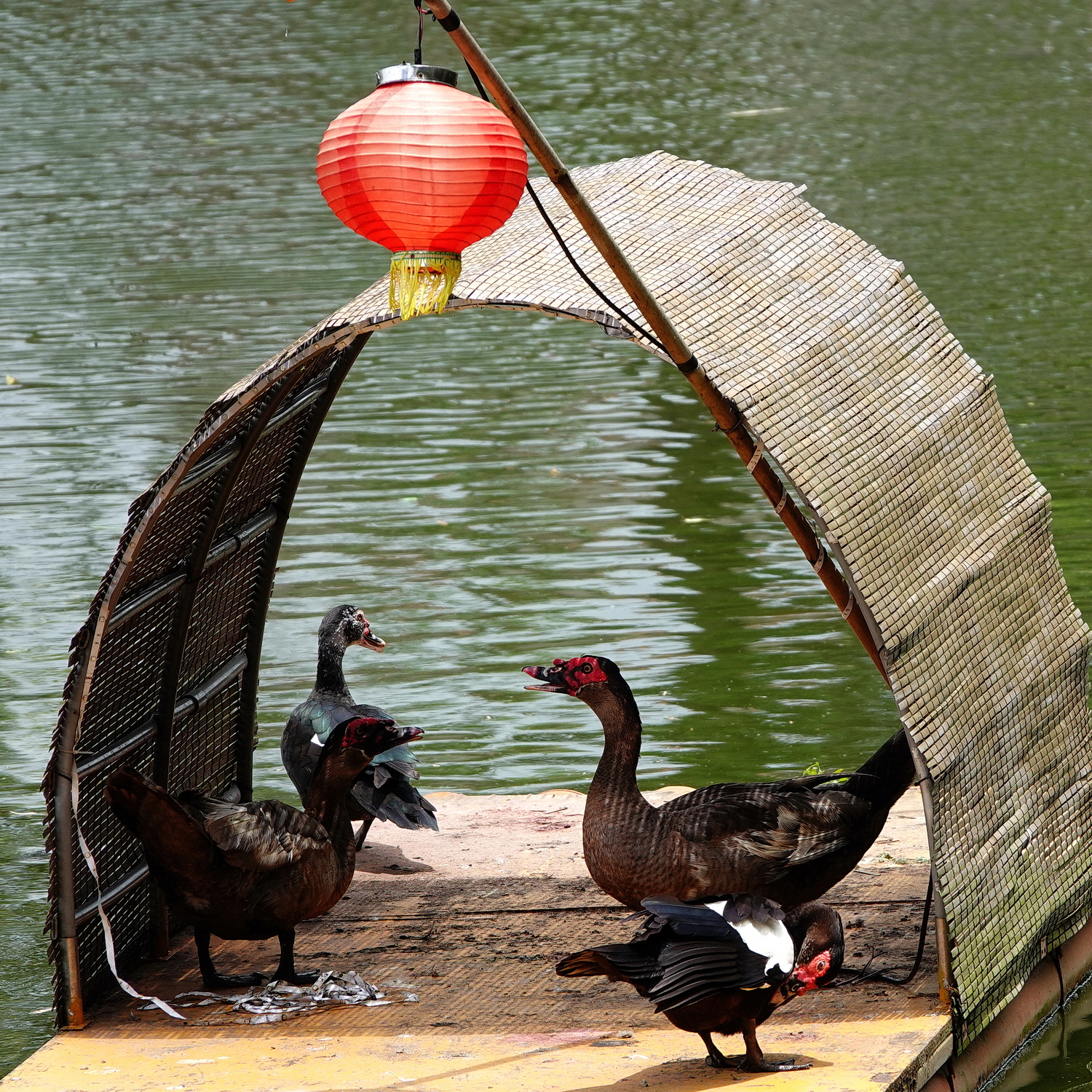 陳永鑑_悠遊水上20240611b.jpg