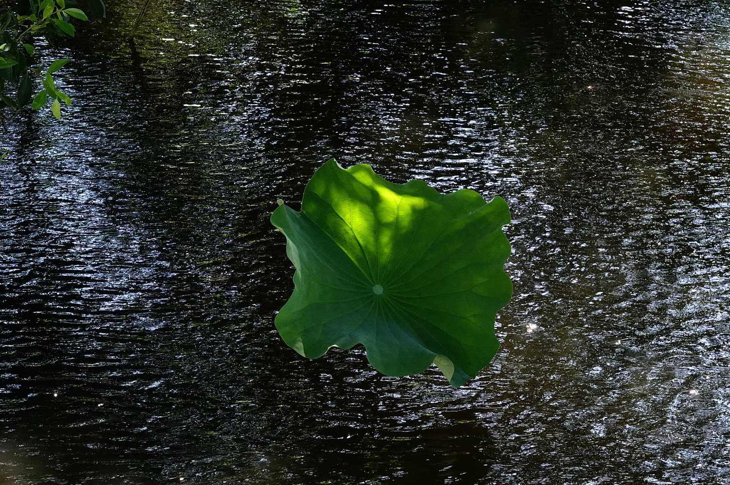 陳永鑑_荷花作品_20240615n.jpg