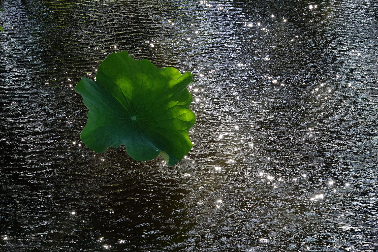 陳永鑑_荷花作品_20240615u.jpg