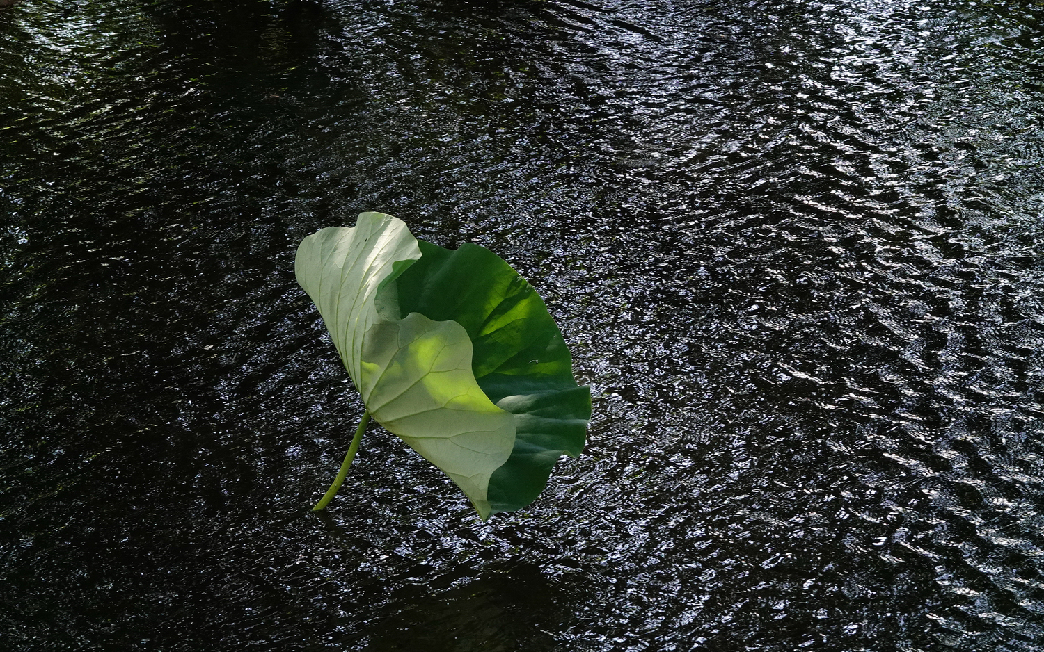 陳永鑑_荷花作品_20240615r.jpg
