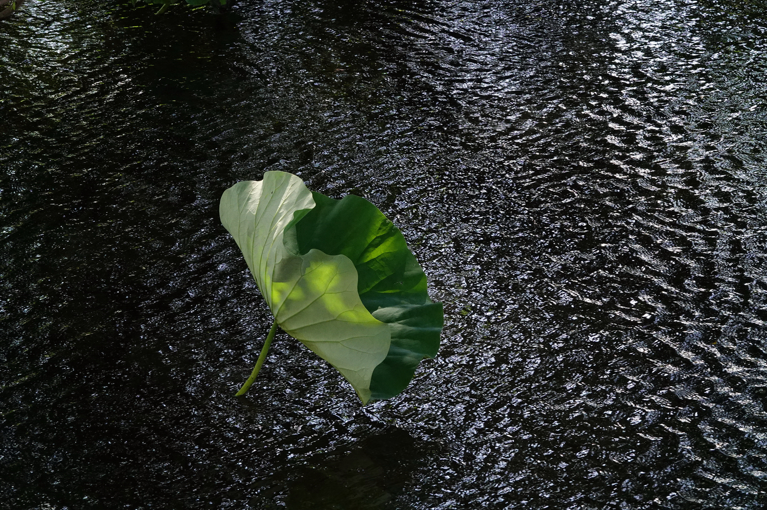 陳永鑑_荷花作品_20240615q.jpg