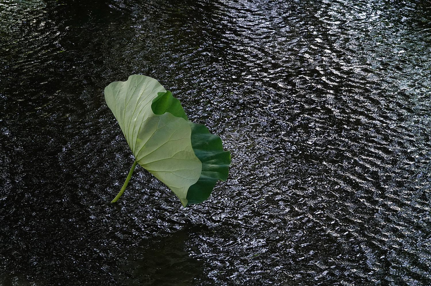 陳永鑑_荷花作品_20240615p.jpg