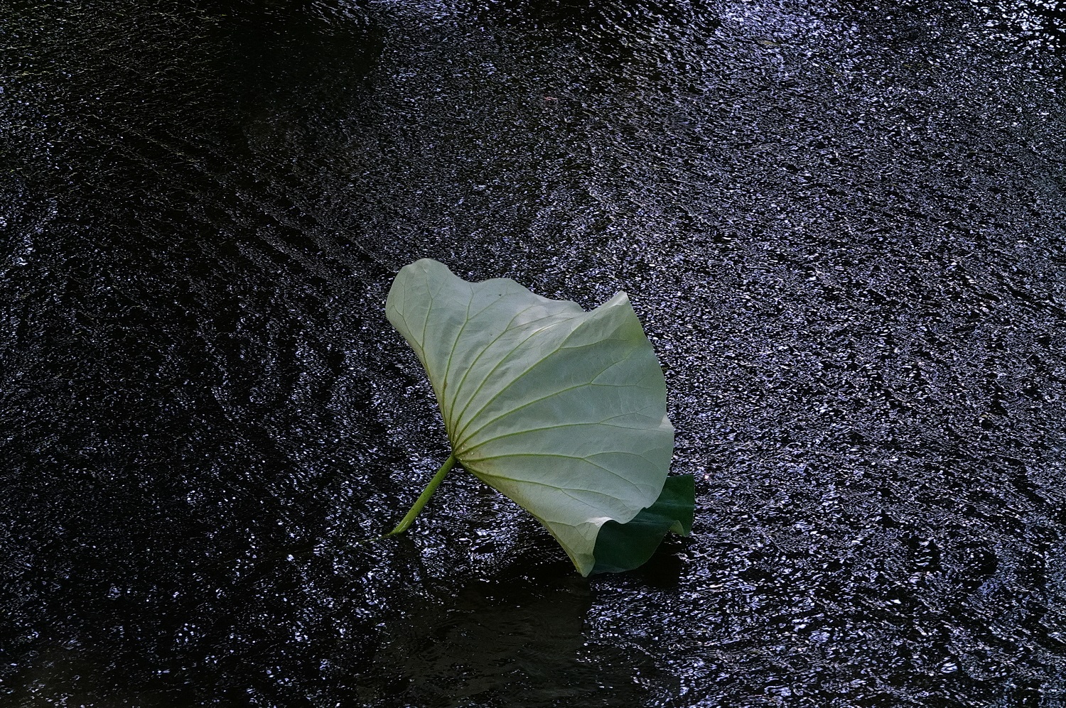 陳永鑑_荷花作品_20240615o.jpg