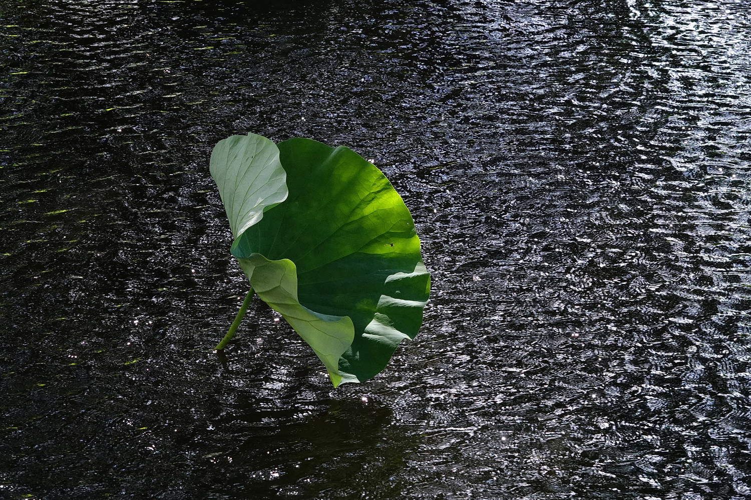 陳永鑑_荷花作品_20240615v.jpg