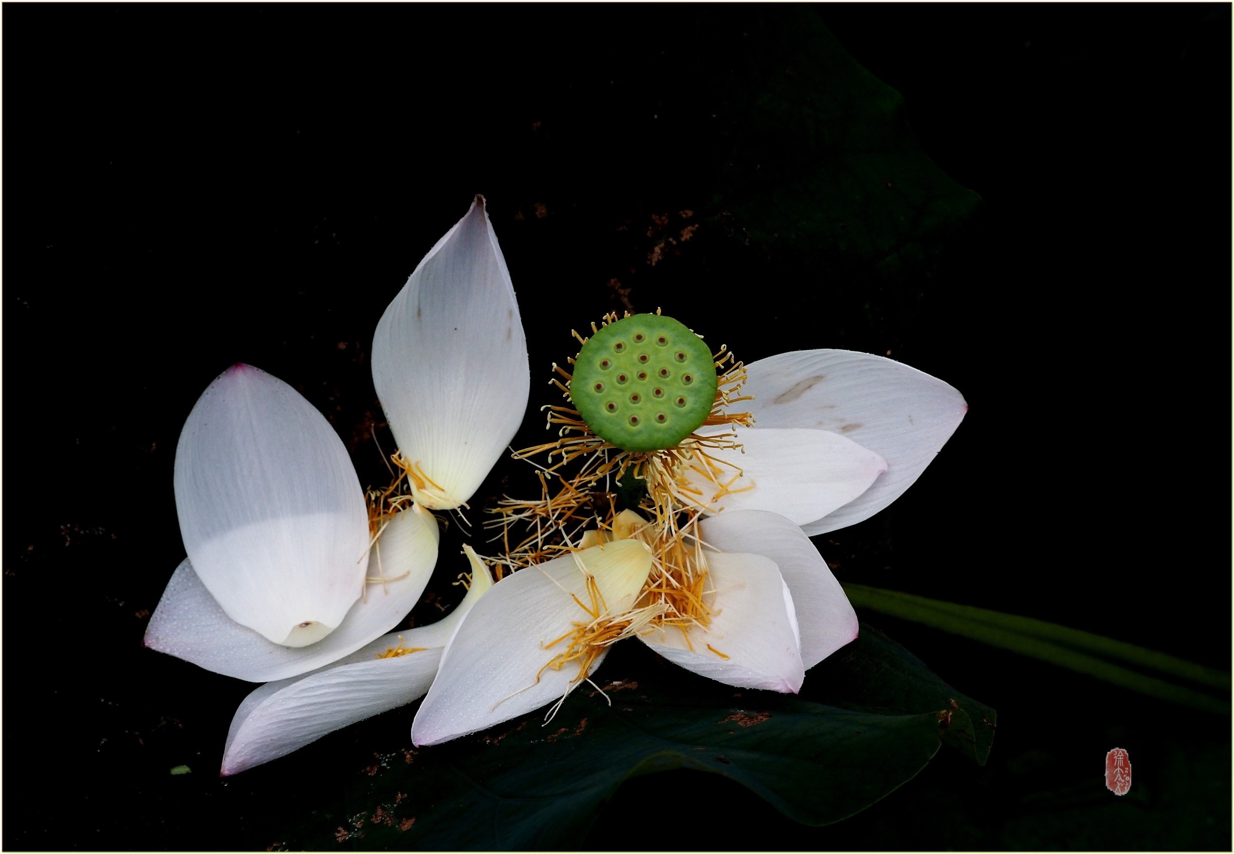 S__28901893.jpg