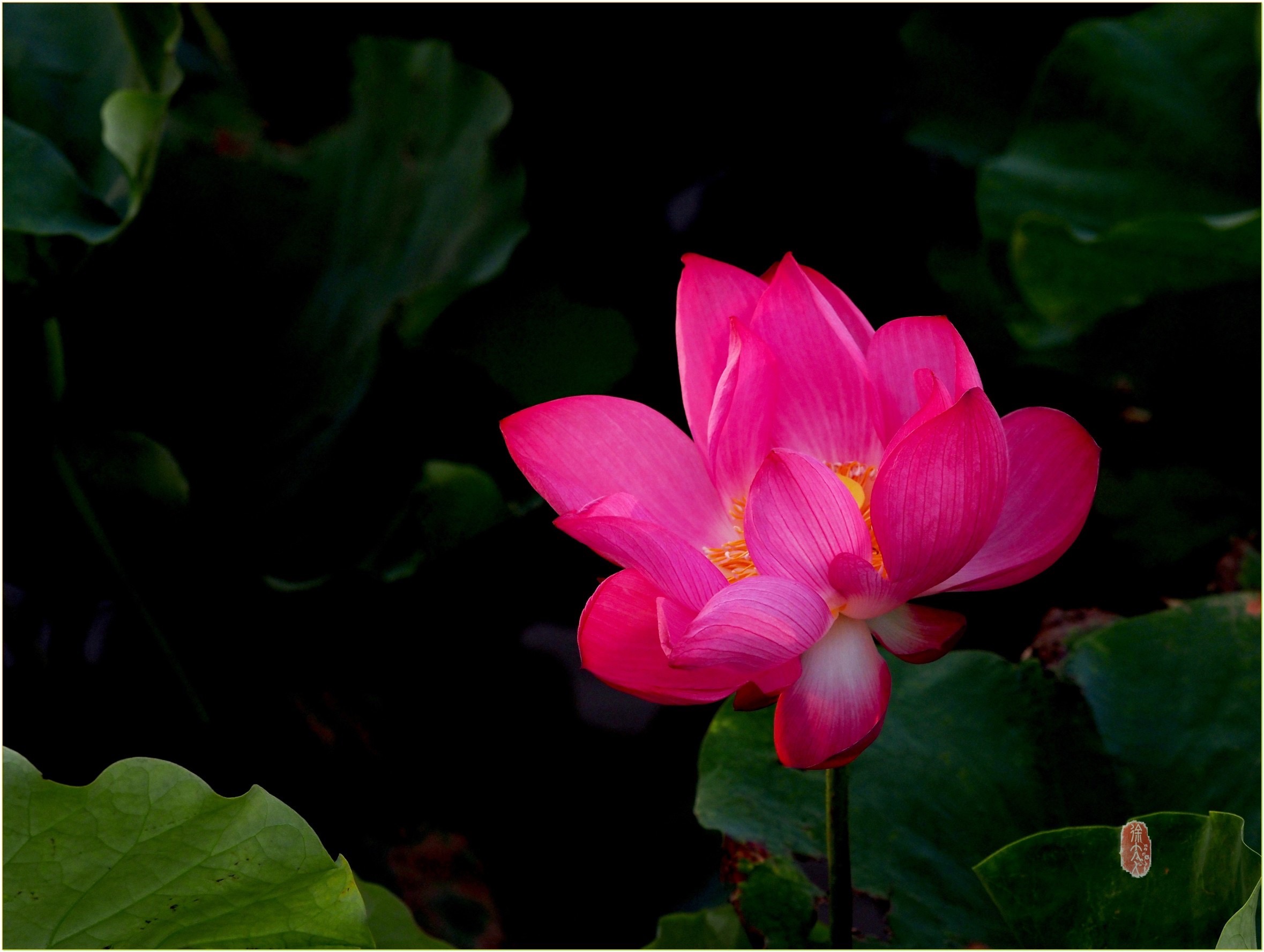 S__28901895.jpg
