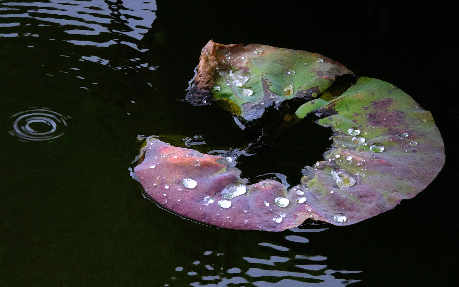 陳永鑑_荷花作品_20240620d.jpg
