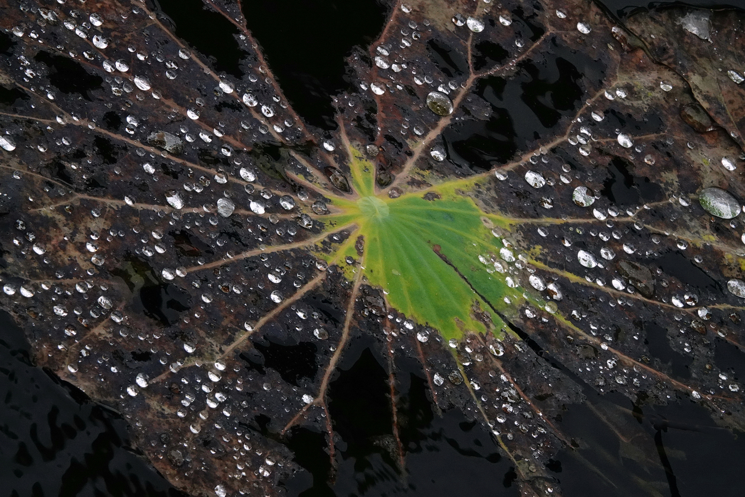 陳永鑑_荷花作品_20240620f.jpg