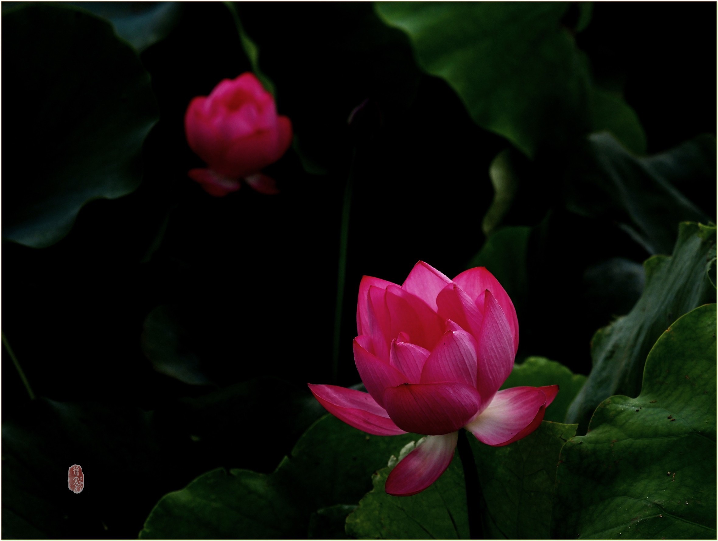 S__28902230.jpg