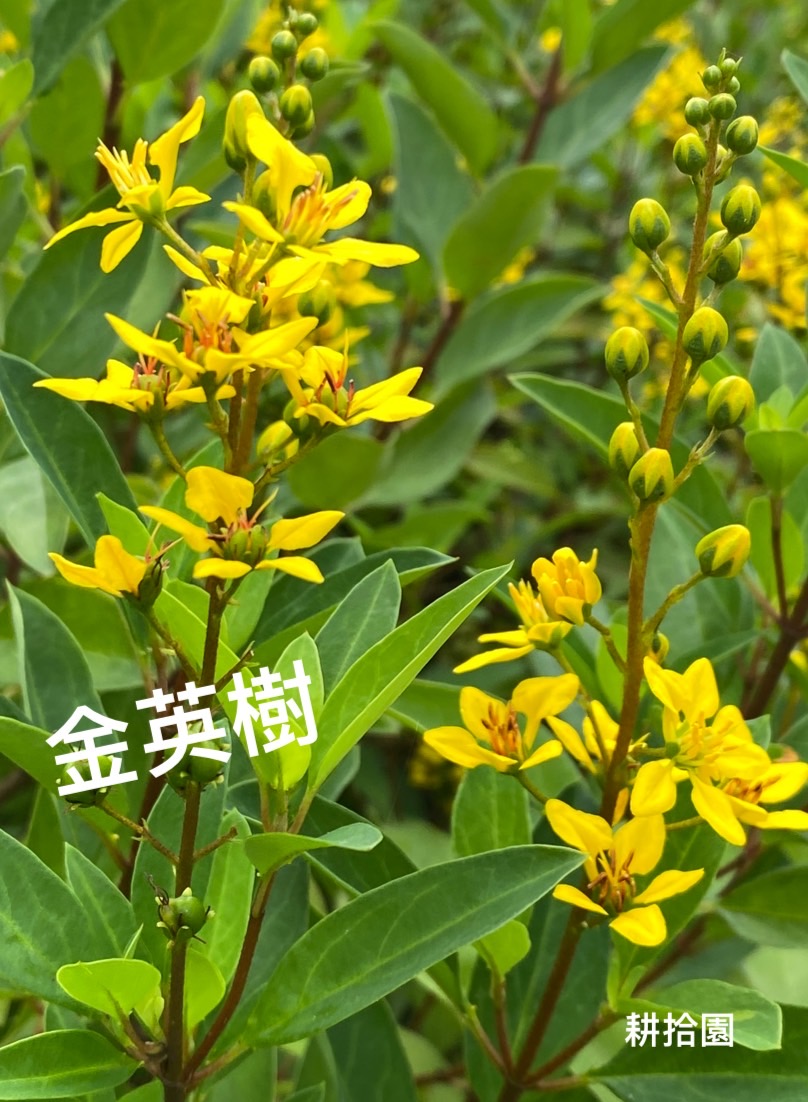 鄭育宏早安作品20240616.jpg