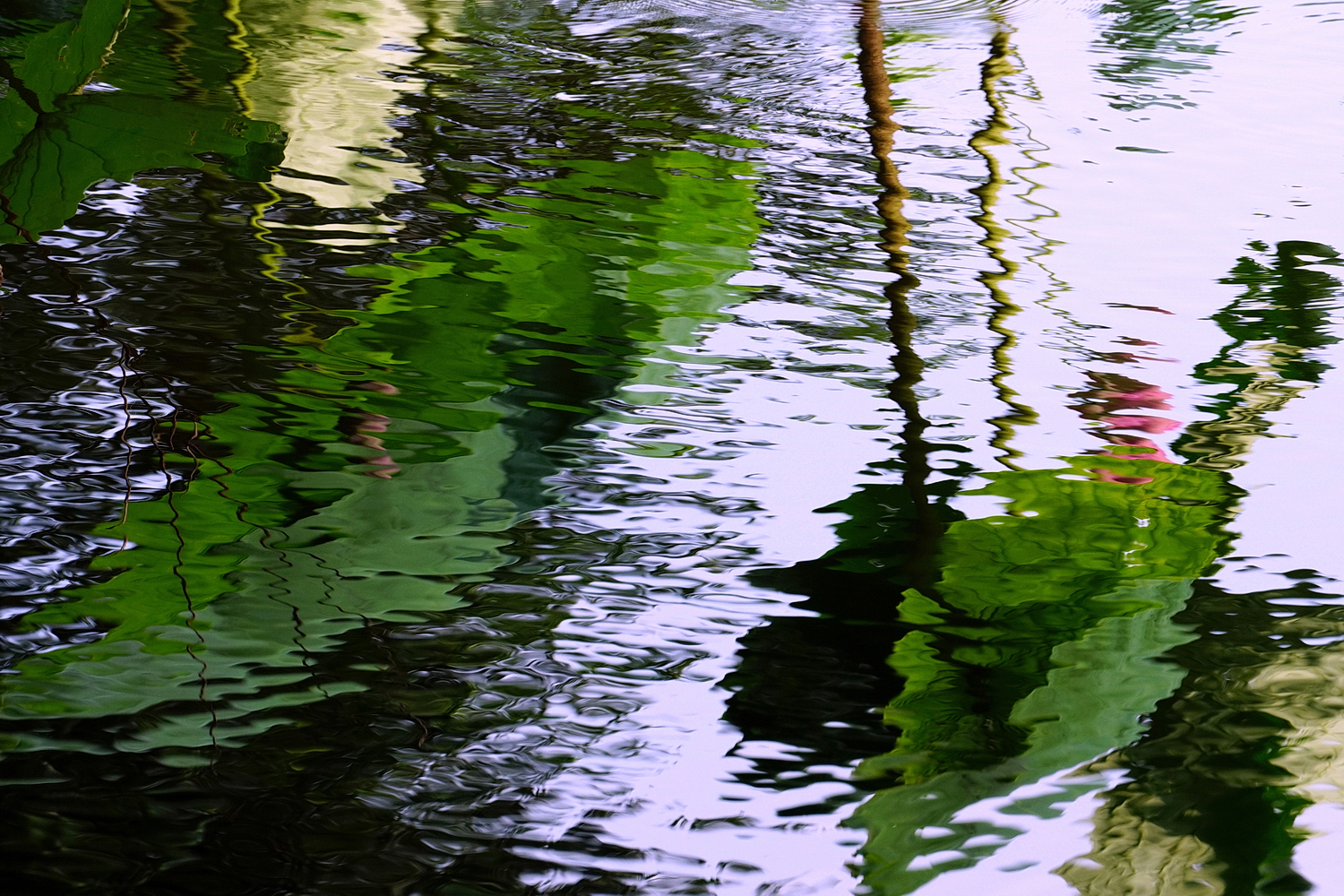 陳永鑑_荷花作品_20240621a.jpg