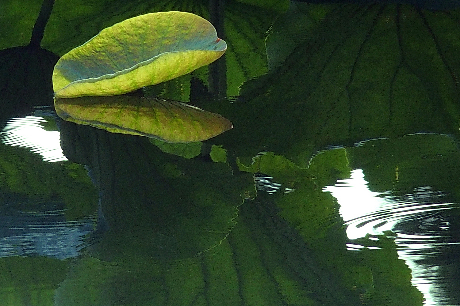 陳永鑑_荷花作品_20240622o.jpg