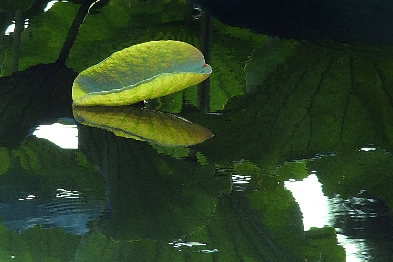 陳永鑑_荷花作品_20240622n.jpg