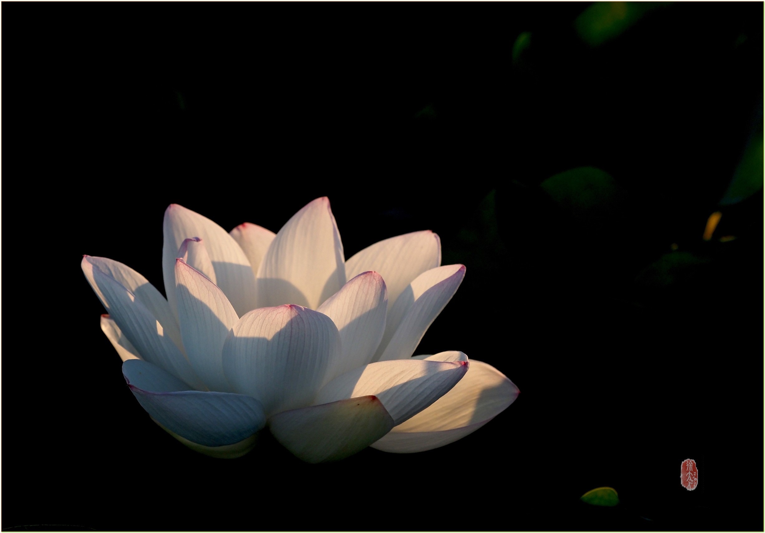 S__28942348.jpg