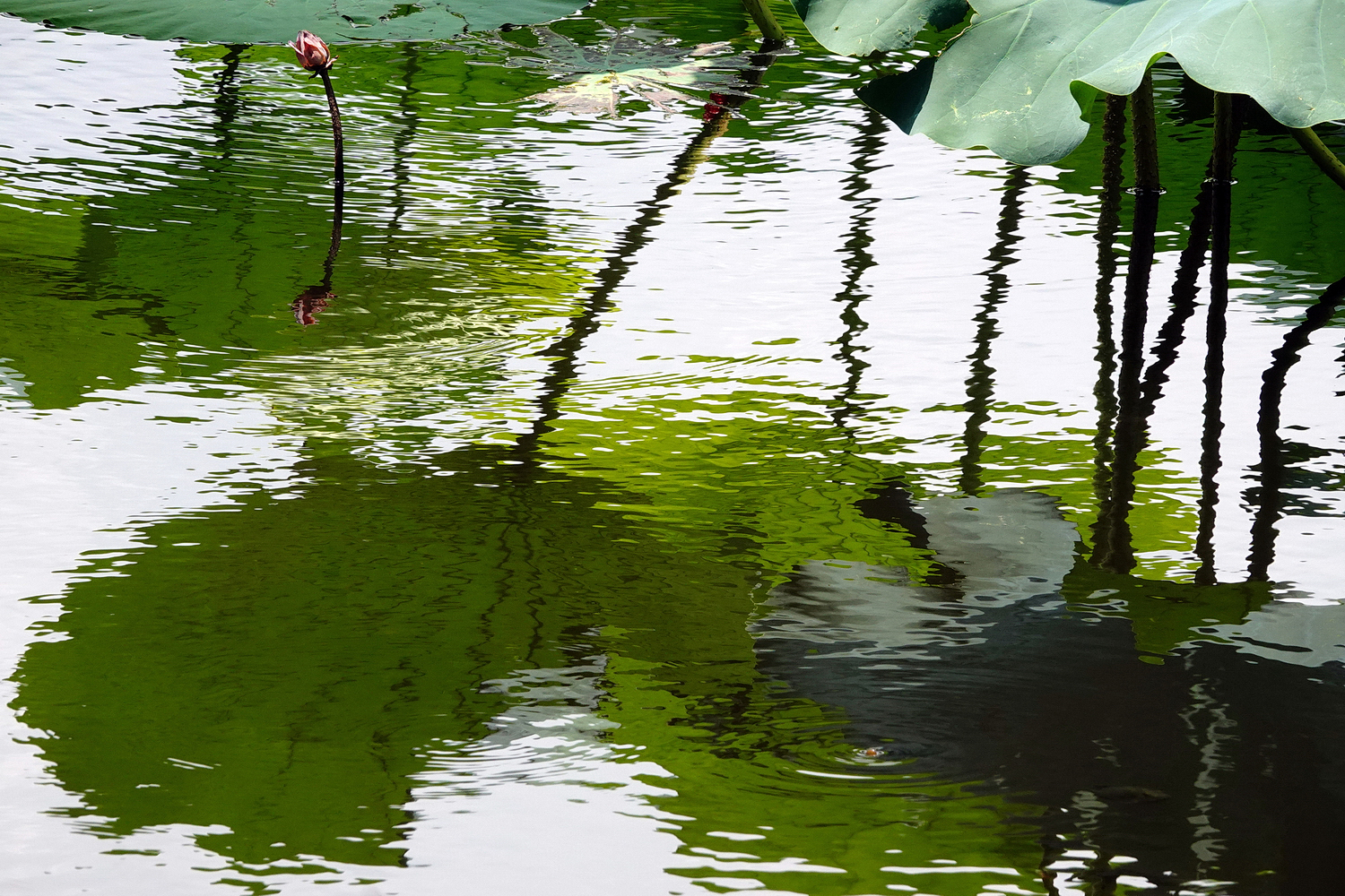 陳永鑑_荷花作品_20240627h.jpg