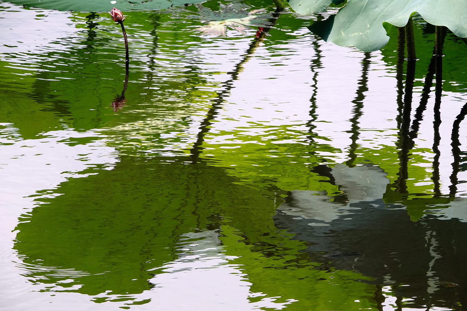 陳永鑑_荷花作品_20240627f.jpg
