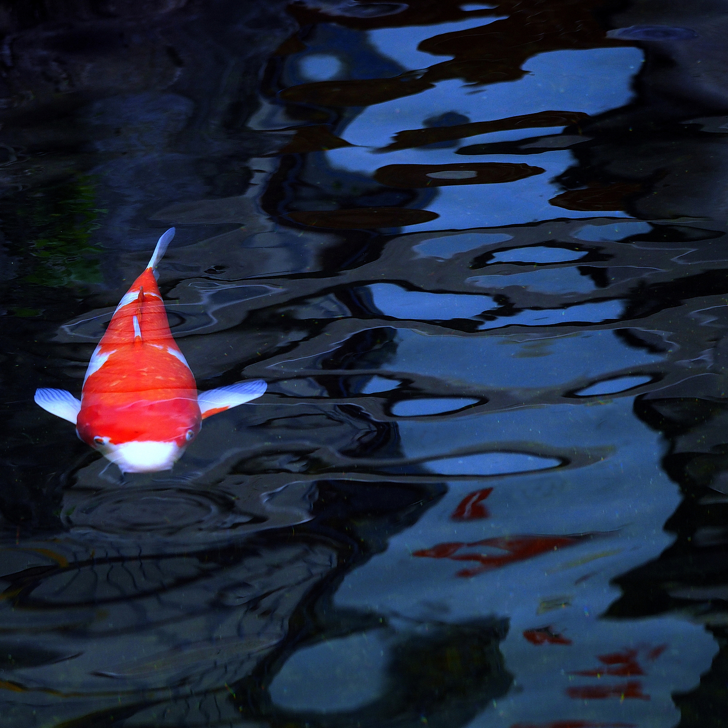 陳永鑑_錦鯉遊緃_20240628d.jpg