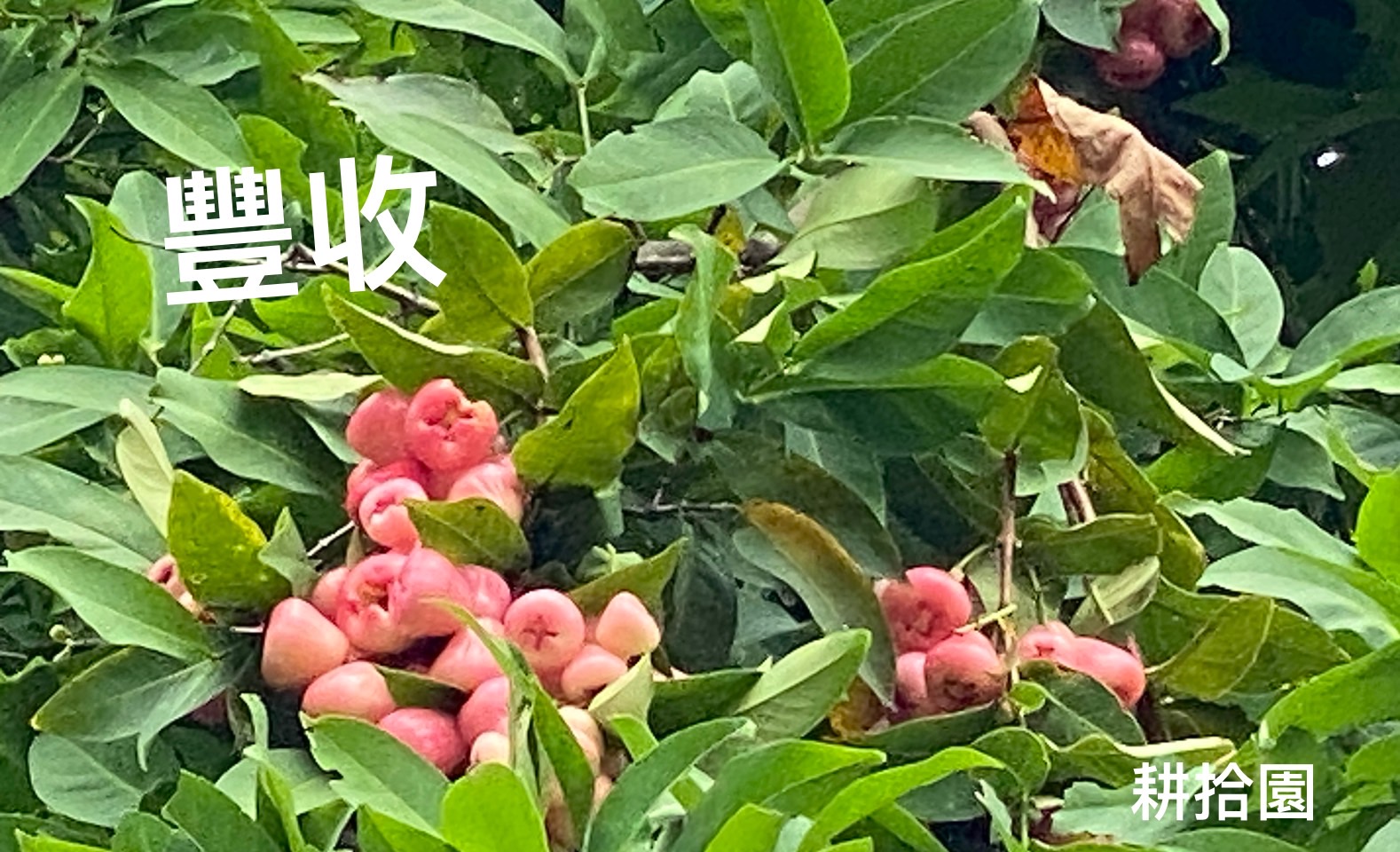 鄭育宏早安作品20240625.jpg